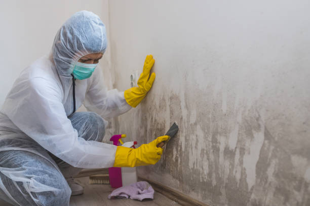 Certified Mold Removal in Chouteau, OK