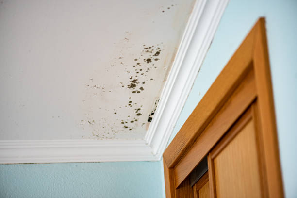 Best Emergency Mold Removal  in Chouteau, OK