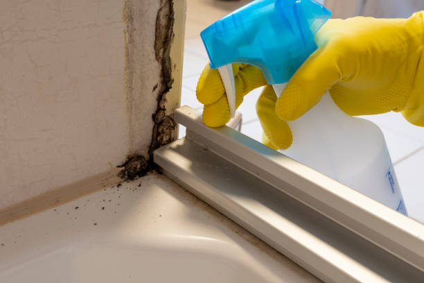 Best Local Mold Removal Service  in Chouteau, OK