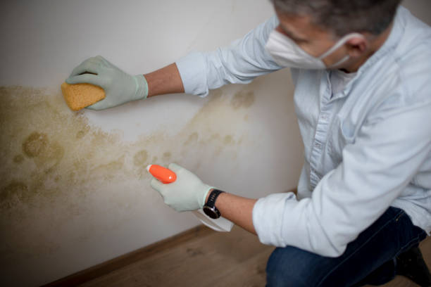 Best Office Mold Removal Services  in Chouteau, OK