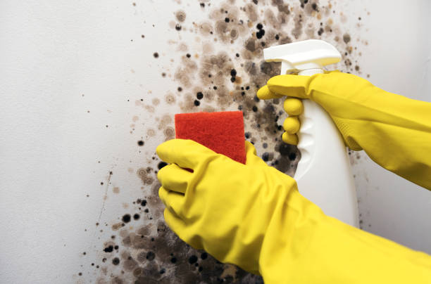 Best Mold Removal Company Near Me  in Chouteau, OK