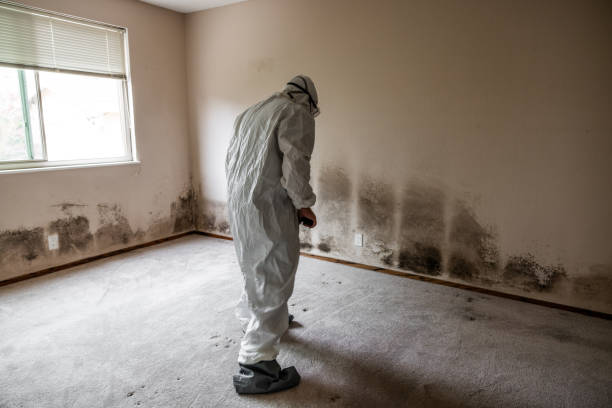Best Certified Mold Removal  in Chouteau, OK