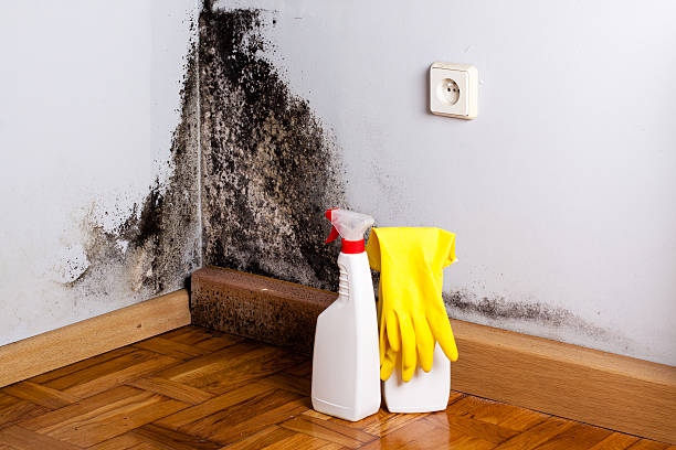 Best Best Mold Removal Companies  in Chouteau, OK