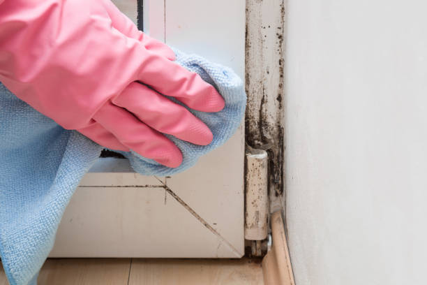 Best Mold Cleaning Services  in Chouteau, OK