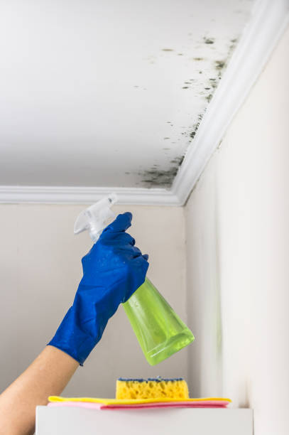 Best Mold Removal Company Near Me  in Chouteau, OK